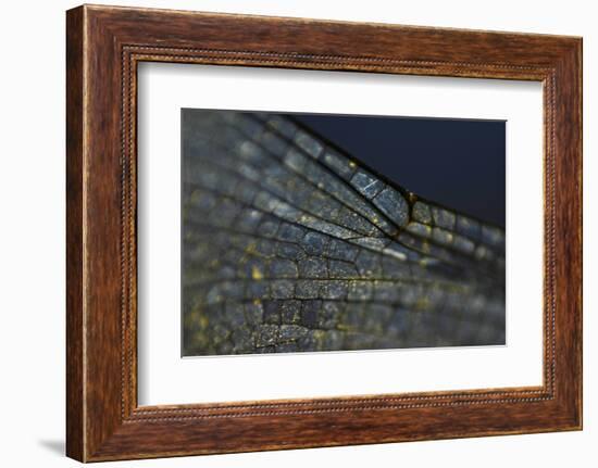 Spread your Wings-K.B. White-Framed Photographic Print