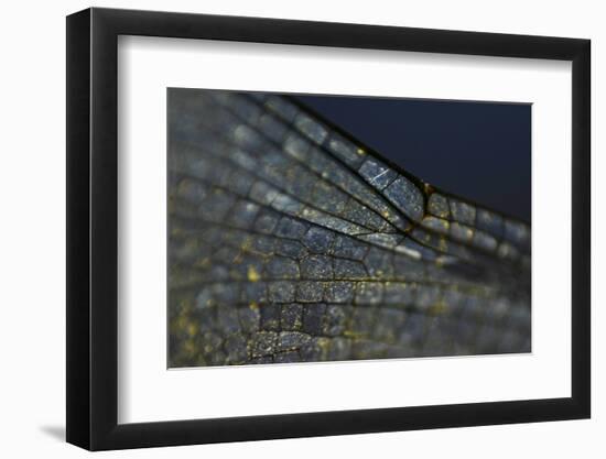 Spread your Wings-K.B. White-Framed Photographic Print