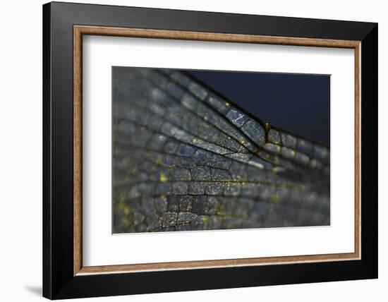 Spread your Wings-K.B. White-Framed Photographic Print