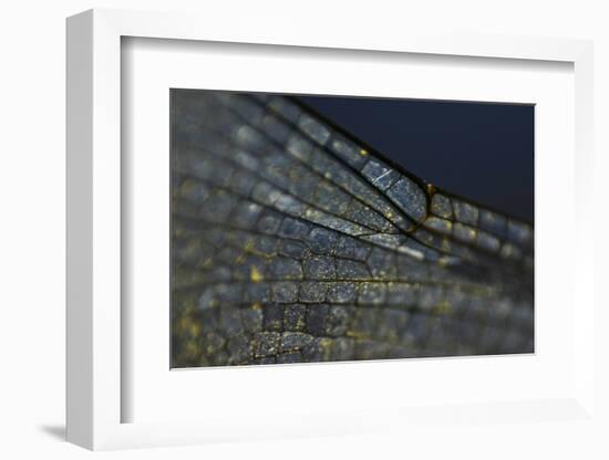 Spread your Wings-K.B. White-Framed Photographic Print