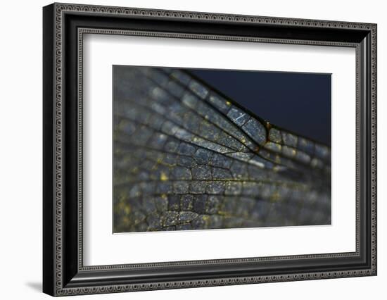 Spread your Wings-K.B. White-Framed Photographic Print