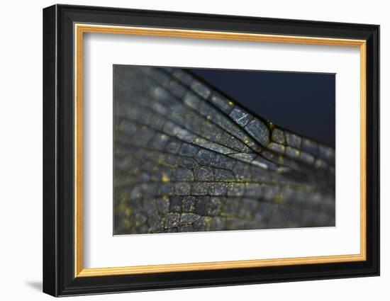 Spread your Wings-K.B. White-Framed Photographic Print