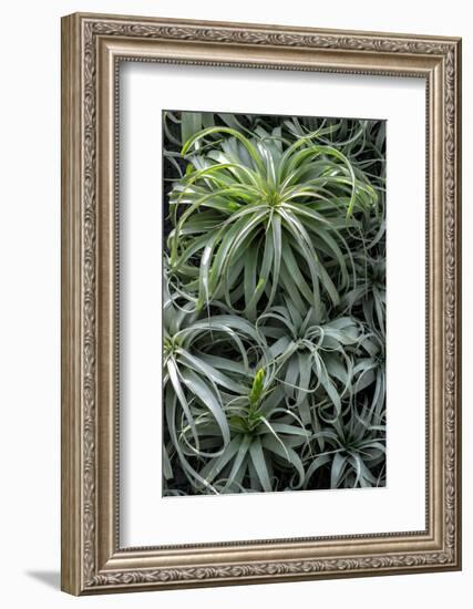 Spreading Airplant-Jim Engelbrecht-Framed Photographic Print