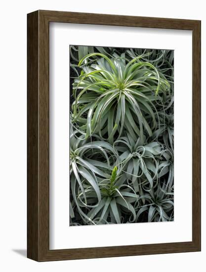 Spreading Airplant-Jim Engelbrecht-Framed Photographic Print