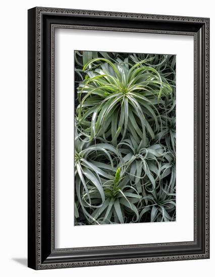 Spreading Airplant-Jim Engelbrecht-Framed Photographic Print