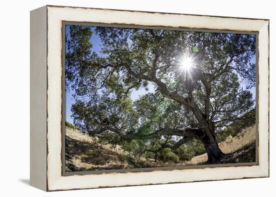 Spreading Oak Tree with Sun, Sonoma, California-Rob Sheppard-Framed Premier Image Canvas