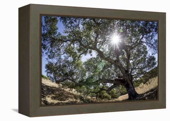 Spreading Oak Tree with Sun, Sonoma, California-Rob Sheppard-Framed Premier Image Canvas