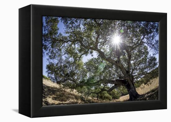 Spreading Oak Tree with Sun, Sonoma, California-Rob Sheppard-Framed Premier Image Canvas