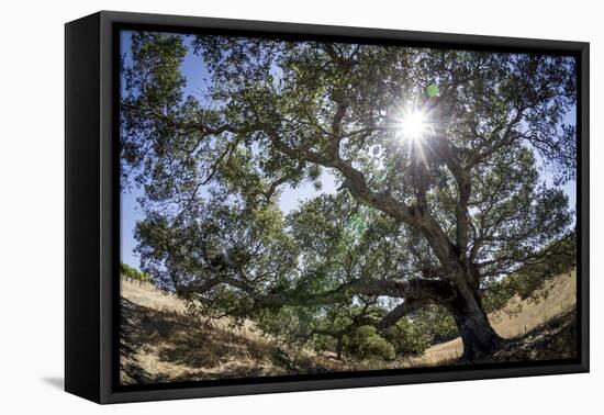 Spreading Oak Tree with Sun, Sonoma, California-Rob Sheppard-Framed Premier Image Canvas
