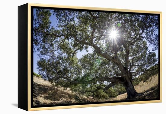 Spreading Oak Tree with Sun, Sonoma, California-Rob Sheppard-Framed Premier Image Canvas