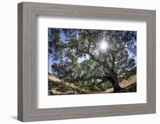 Spreading Oak Tree with Sun, Sonoma, California-Rob Sheppard-Framed Photographic Print