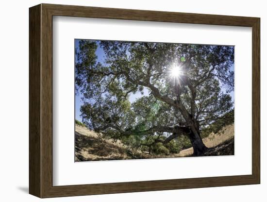 Spreading Oak Tree with Sun, Sonoma, California-Rob Sheppard-Framed Photographic Print