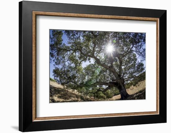 Spreading Oak Tree with Sun, Sonoma, California-Rob Sheppard-Framed Photographic Print