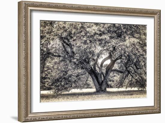 Spreading Tree-Michael Hudson-Framed Art Print