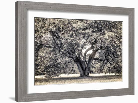 Spreading Tree-Michael Hudson-Framed Art Print