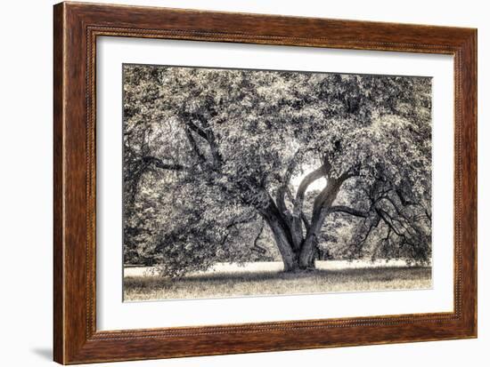 Spreading Tree-Michael Hudson-Framed Art Print