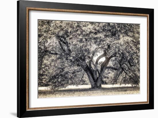 Spreading Tree-Michael Hudson-Framed Art Print