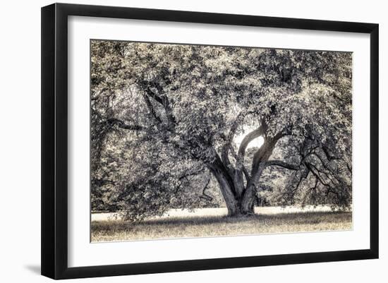 Spreading Tree-Michael Hudson-Framed Art Print