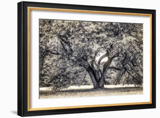 Spreading Tree-Michael Hudson-Framed Art Print