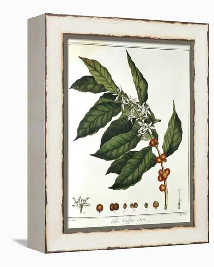Sprig of Coffee (Coffea Arabic) Showing Flowers and Beans, 1798-null-Framed Premier Image Canvas