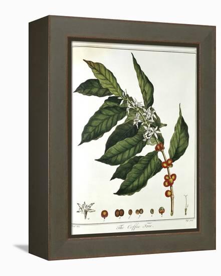 Sprig of Coffee (Coffea Arabic) Showing Flowers and Beans, 1798-null-Framed Premier Image Canvas