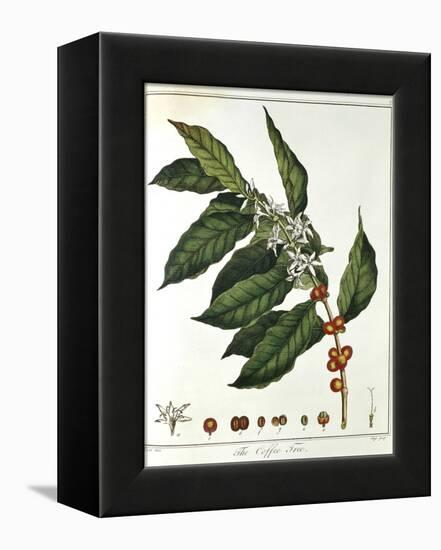 Sprig of Coffee (Coffea Arabic) Showing Flowers and Beans, 1798-null-Framed Premier Image Canvas