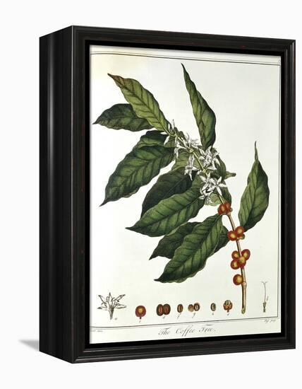 Sprig of Coffee (Coffea Arabic) Showing Flowers and Beans, 1798-null-Framed Premier Image Canvas