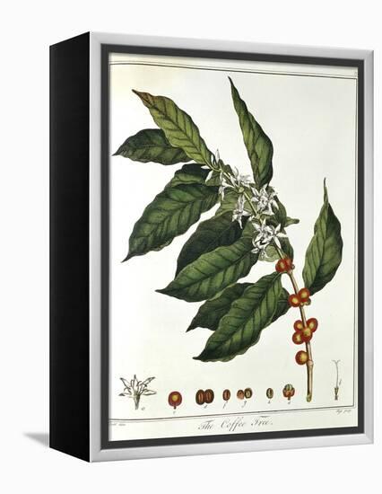 Sprig of Coffee (Coffea Arabic) Showing Flowers and Beans, 1798-null-Framed Premier Image Canvas