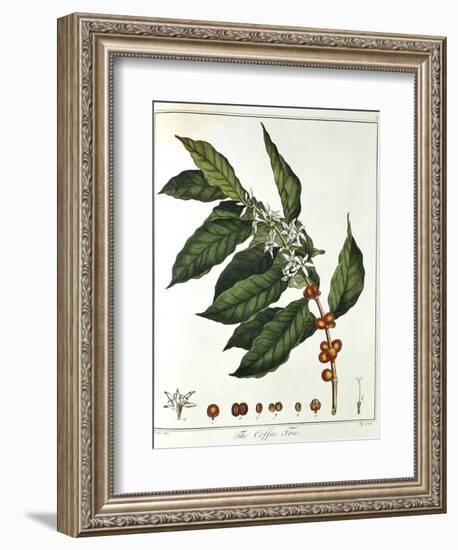 Sprig of Coffee (Coffea Arabic) Showing Flowers and Beans, 1798-null-Framed Giclee Print