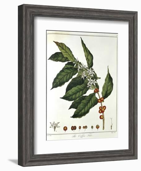 Sprig of Coffee (Coffea Arabic) Showing Flowers and Beans, 1798--Framed Giclee Print