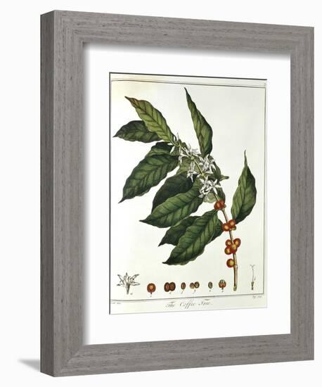 Sprig of Coffee (Coffea Arabic) Showing Flowers and Beans, 1798-null-Framed Giclee Print