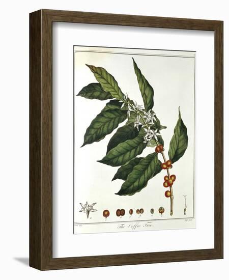 Sprig of Coffee (Coffea Arabic) Showing Flowers and Beans, 1798-null-Framed Giclee Print