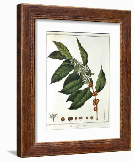 Sprig of Coffee (Coffea Arabic) Showing Flowers and Beans, 1798--Framed Giclee Print