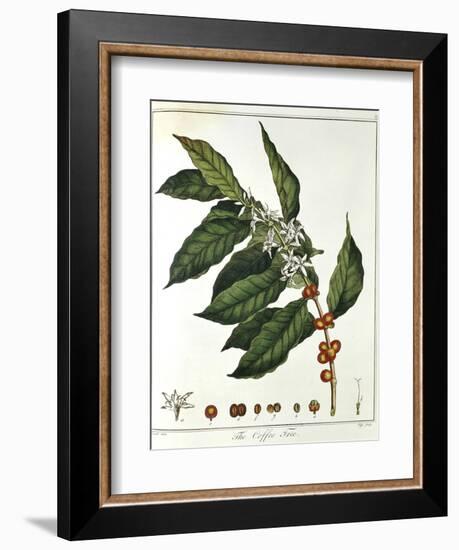 Sprig of Coffee (Coffea Arabic) Showing Flowers and Beans, 1798-null-Framed Giclee Print