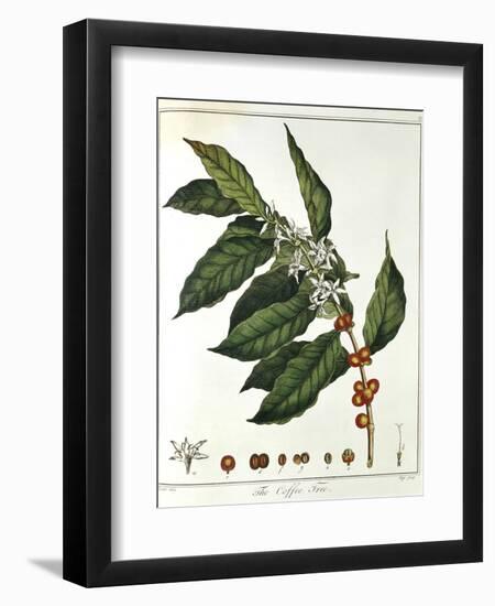 Sprig of Coffee (Coffea Arabic) Showing Flowers and Beans, 1798--Framed Giclee Print