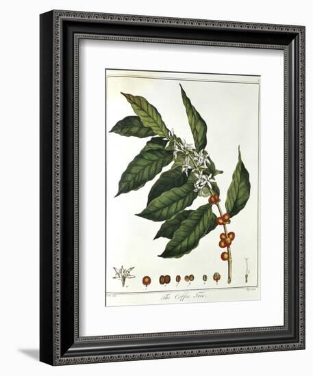 Sprig of Coffee (Coffea Arabic) Showing Flowers and Beans, 1798-null-Framed Giclee Print