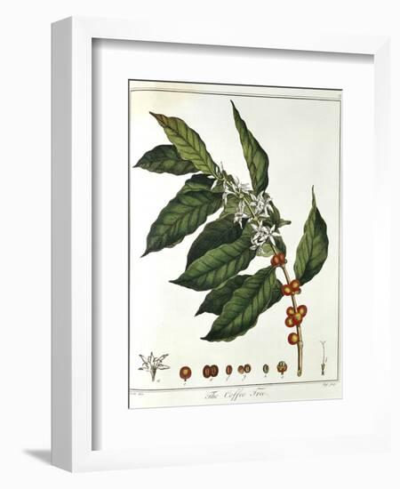 Sprig of Coffee (Coffea Arabic) Showing Flowers and Beans, 1798-null-Framed Premium Giclee Print