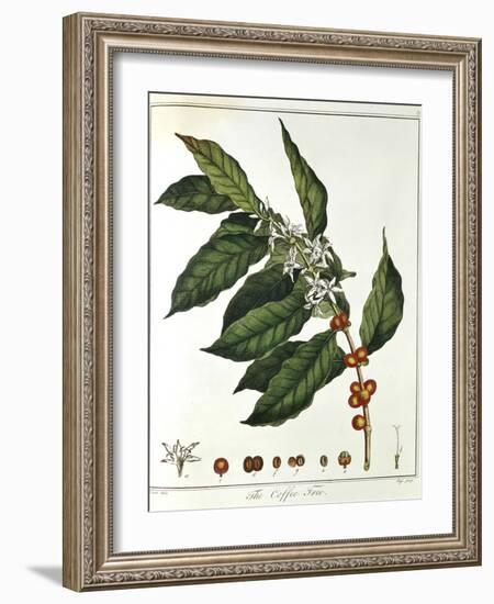 Sprig of Coffee (Coffea Arabic) Showing Flowers and Beans, 1798-null-Framed Giclee Print