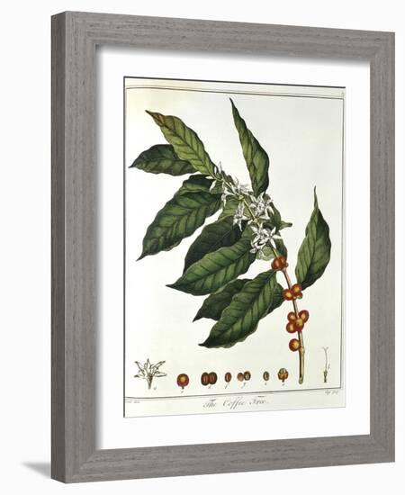 Sprig of Coffee (Coffea Arabic) Showing Flowers and Beans, 1798-null-Framed Giclee Print