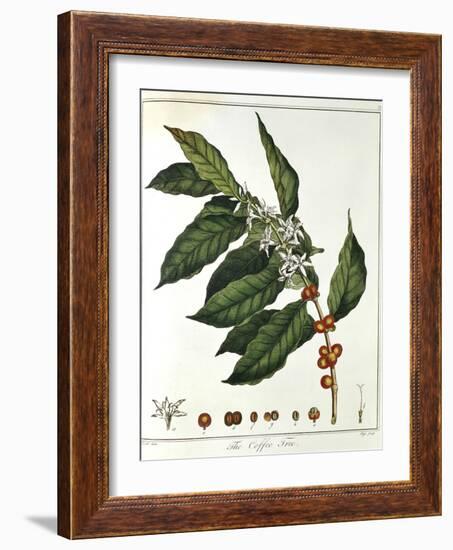 Sprig of Coffee (Coffea Arabic) Showing Flowers and Beans, 1798-null-Framed Giclee Print