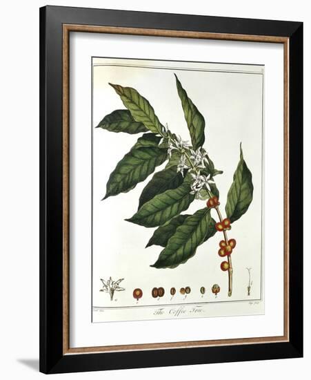 Sprig of Coffee (Coffea Arabic) Showing Flowers and Beans, 1798-null-Framed Giclee Print