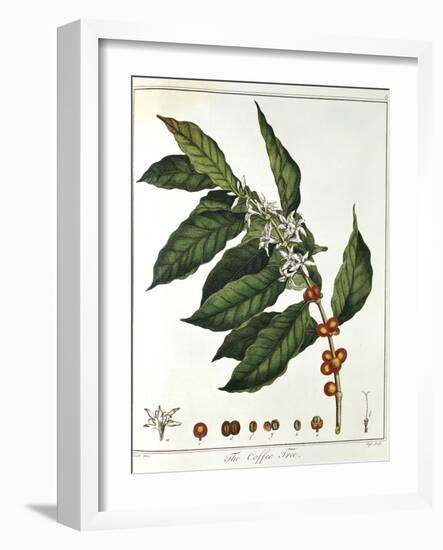 Sprig of Coffee (Coffea Arabic) Showing Flowers and Beans, 1798--Framed Giclee Print