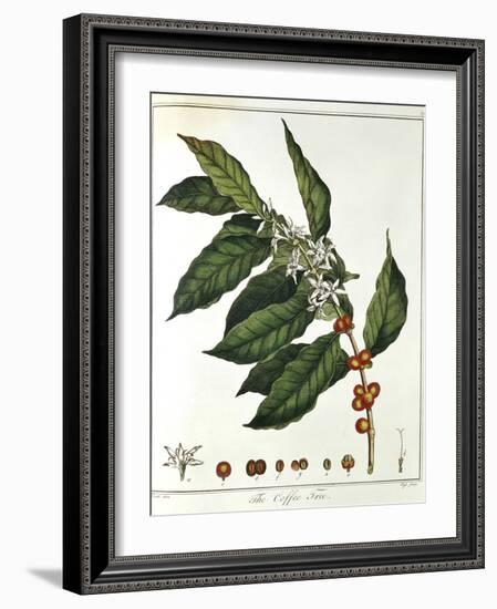 Sprig of Coffee (Coffea Arabic) Showing Flowers and Beans, 1798-null-Framed Giclee Print