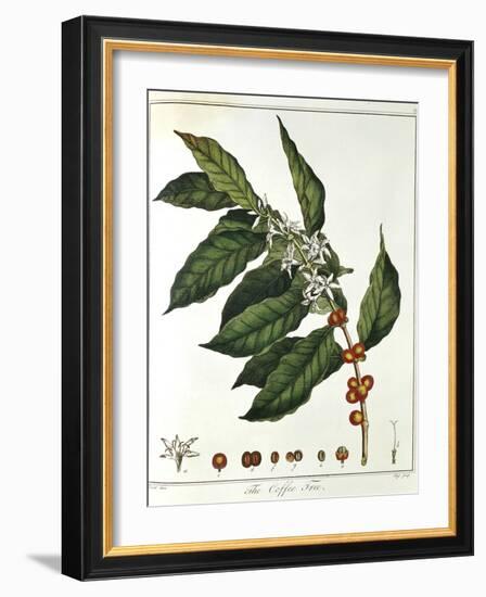 Sprig of Coffee (Coffea Arabic) Showing Flowers and Beans, 1798-null-Framed Giclee Print