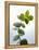Sprig of Eucalyptus-null-Framed Premier Image Canvas