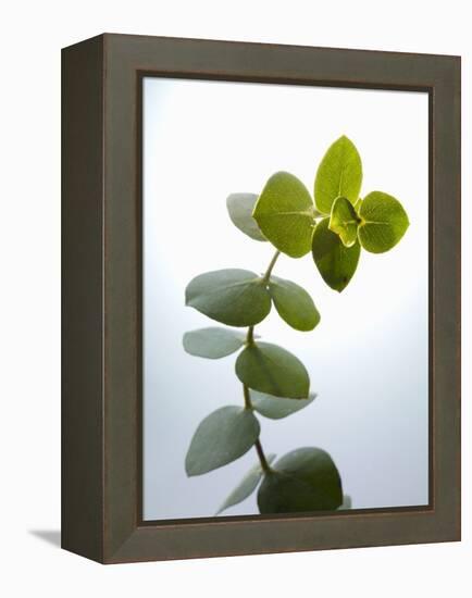 Sprig of Eucalyptus-null-Framed Premier Image Canvas