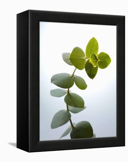 Sprig of Eucalyptus-null-Framed Premier Image Canvas