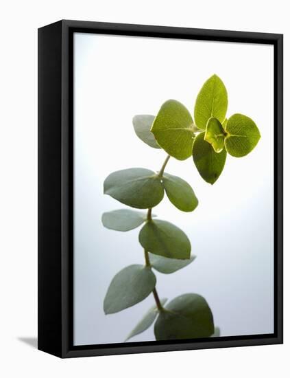 Sprig of Eucalyptus-null-Framed Premier Image Canvas