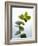 Sprig of Eucalyptus-null-Framed Photographic Print