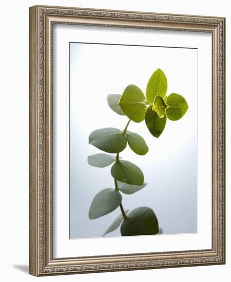 Sprig of Eucalyptus-null-Framed Photographic Print